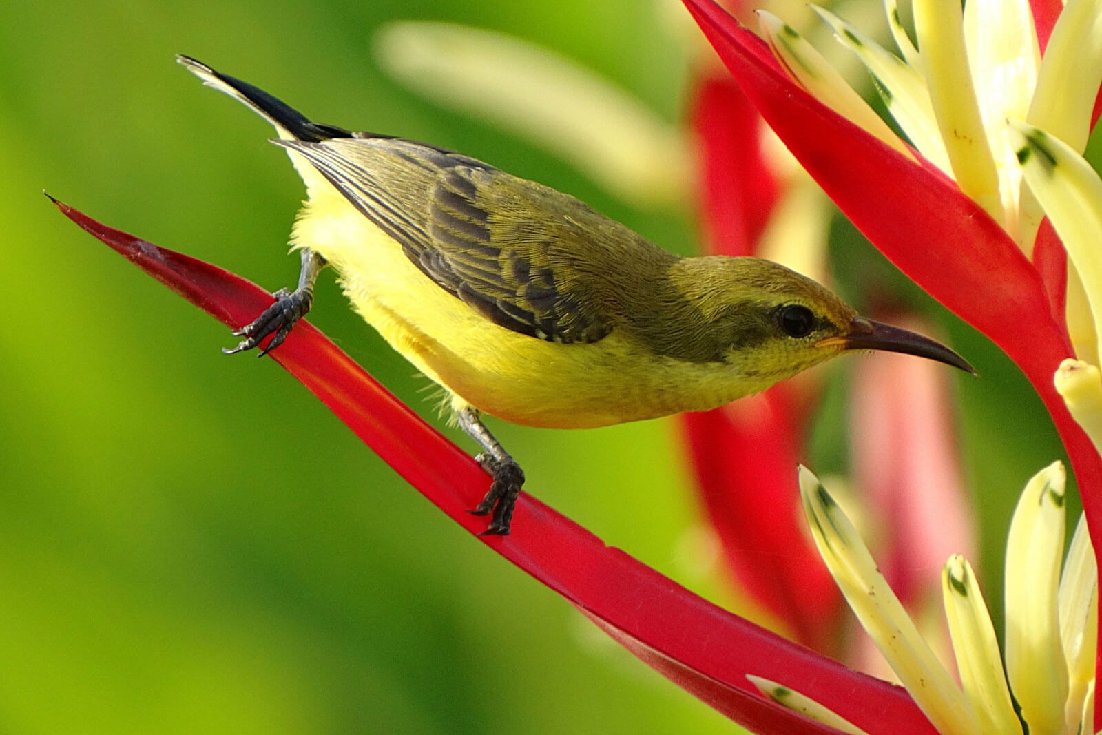 How Animal Sounds Contribute To Sound Healing - SacredSoundHealing