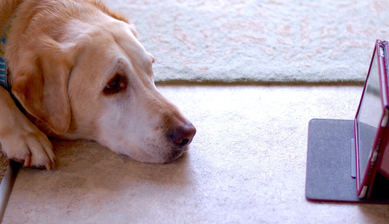 Sound Therapy & Your Pets SacredSoundHealing