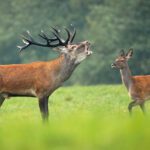 Red deer stag roaring in rutting season and hind walking behind it
