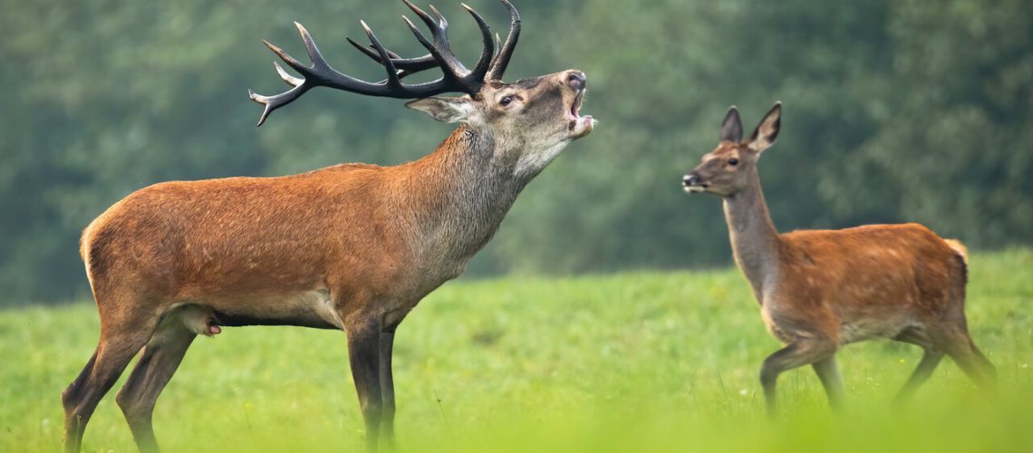 Red deer stag roaring in rutting season and hind walking behind it